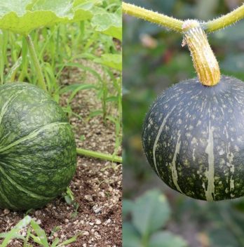 Kabocha Vs. Buttercup Squash