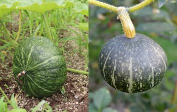 Kabocha Vs. Buttercup Squash