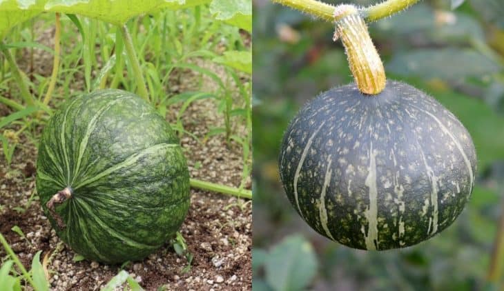 Kabocha Vs. Buttercup Squash