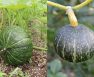 Kabocha Vs. Buttercup Squash