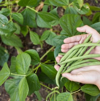 Stringless Green Bean Varieties