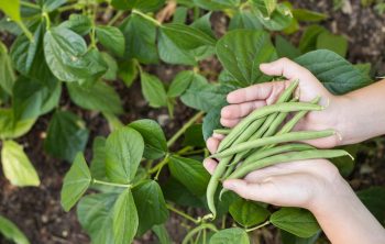 Stringless Green Bean Varieties