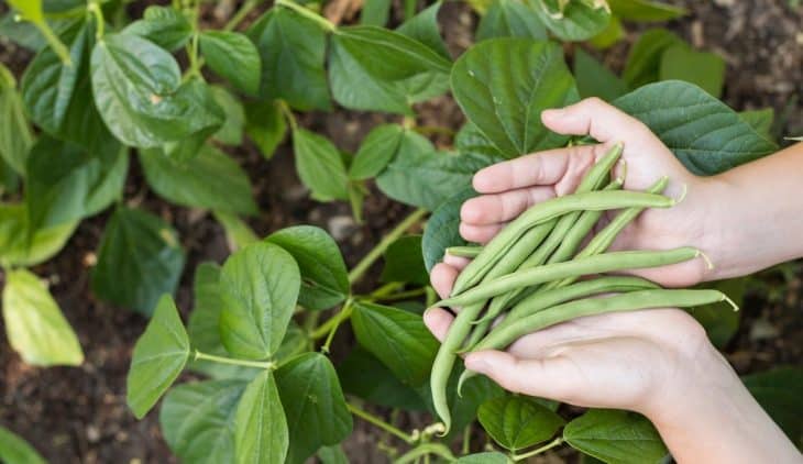 Stringless Green Bean Varieties