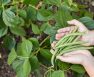 Stringless Green Bean Varieties