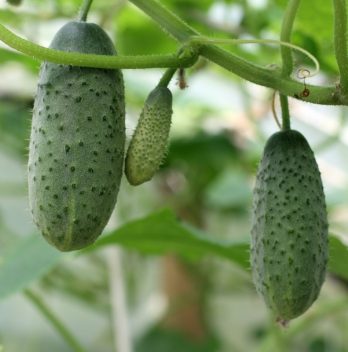 Vining Cucumber Varieties