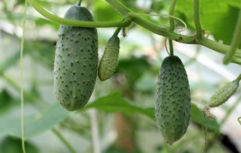 Vining Cucumber Varieties