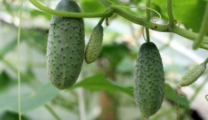 Vining Cucumber Varieties