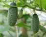 Vining Cucumber Varieties