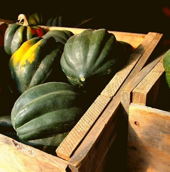 When Are Acorn Squash Ready To Pick