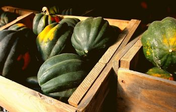 When Are Acorn Squash Ready To Pick