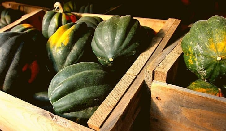 When Are Acorn Squash Ready To Pick