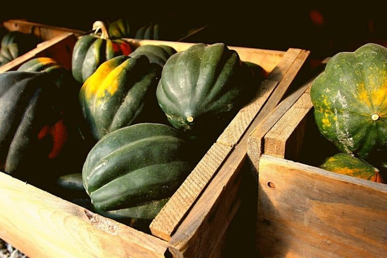 When Are Acorn Squash Ready To Pick Grower Today   When Are Acorn Squash Ready To Pick 768x512 