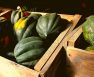 When Are Acorn Squash Ready To Pick