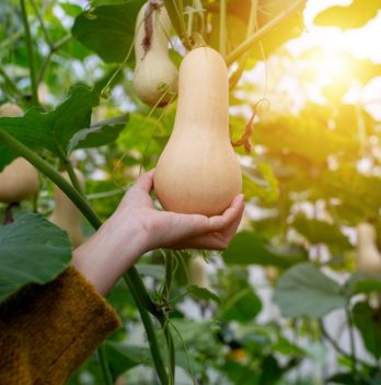 When Are Butternut Squash Ready To Pick