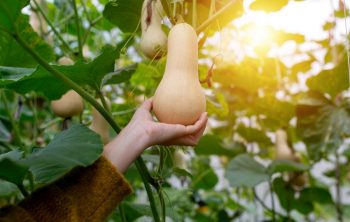 When Are Butternut Squash Ready To Pick