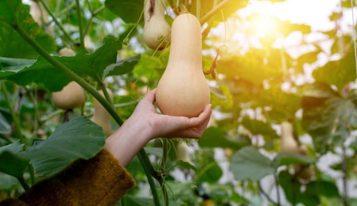 When Are Butternut Squash Ready To Pick