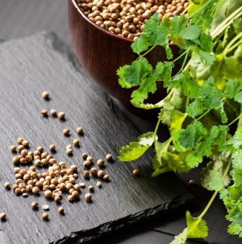 When To Harvest Cilantro Seeds