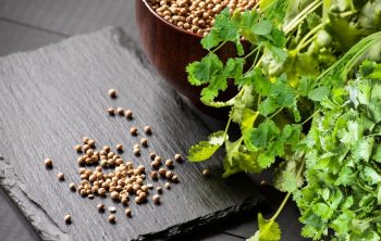 When To Harvest Cilantro Seeds