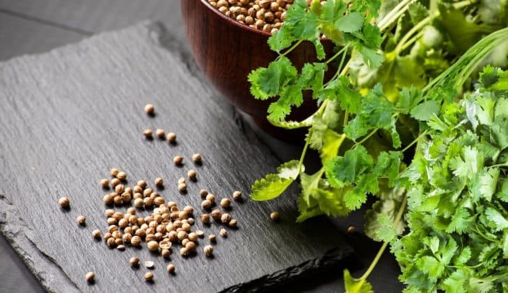 When To Harvest Cilantro Seeds