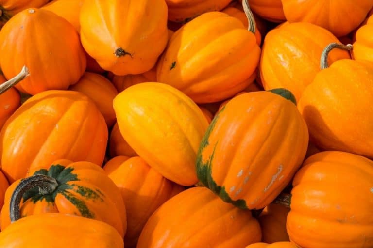 acorn-squash-turning-orange-grower-today