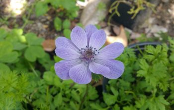 Are Cilantro Flowers Edible