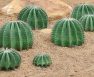 Best Plants For Sandy Soils