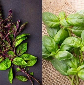 Difference Between Thai Basil And Regular Basil