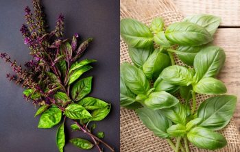 Difference Between Thai Basil And Regular Basil