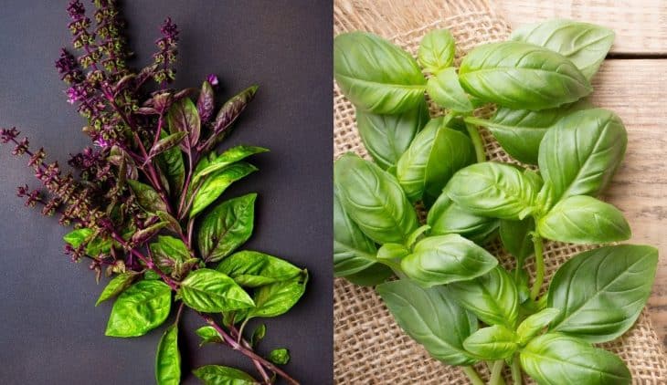 Difference Between Thai Basil And Regular Basil