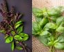 Difference Between Thai Basil And Regular Basil