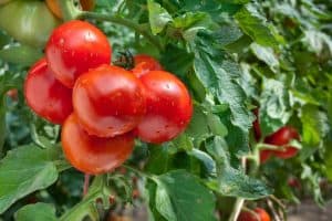 disease resistant tomatoes