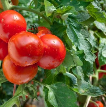 disease resistant tomatoes