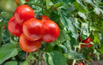 disease resistant tomatoes