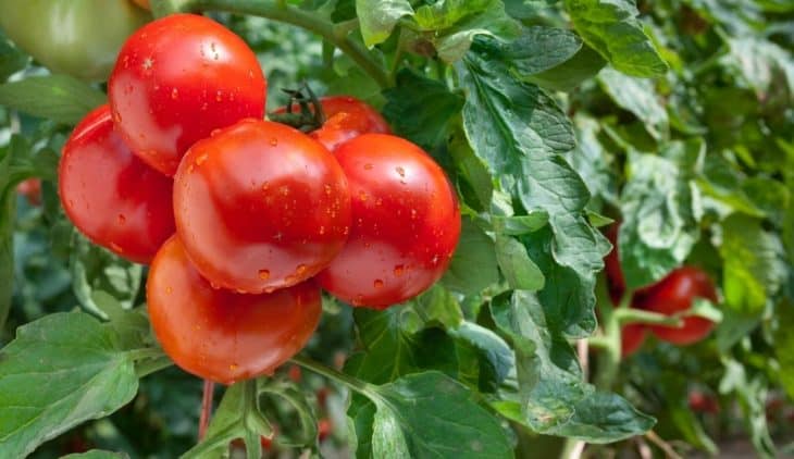 disease resistant tomatoes