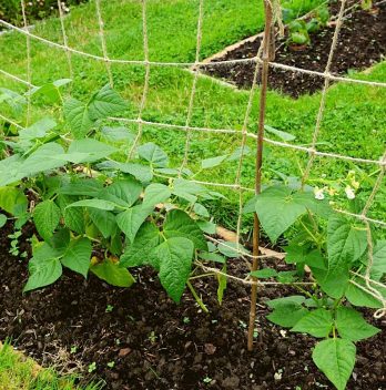 Green Bean Trellis – How To Build One