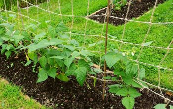 Green Bean Trellis – How To Build One