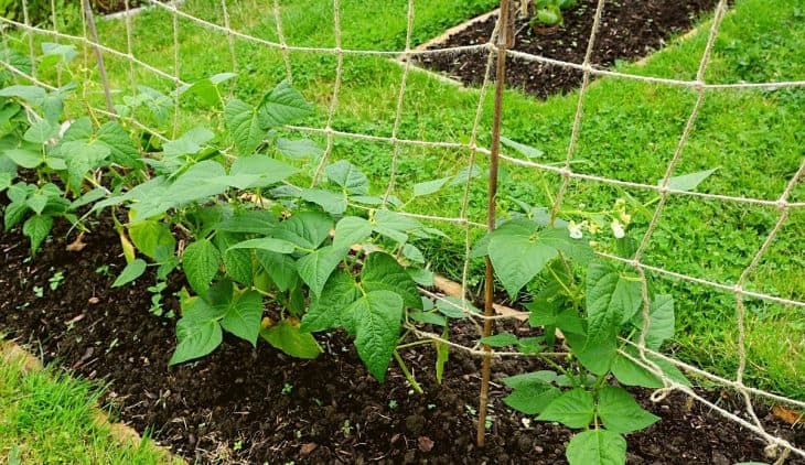 Green Bean Trellis – How To Build One