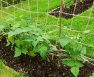 Green Bean Trellis – How To Build One