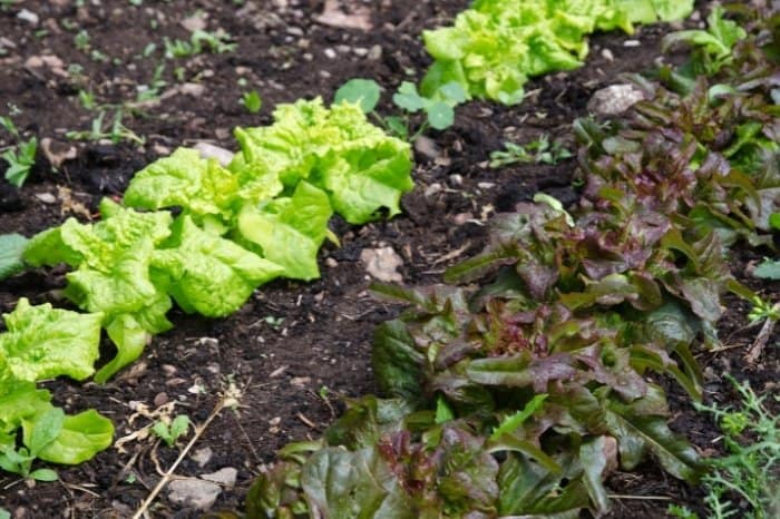 How Far Apart Should Lettuce Be Planted Grower Today