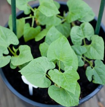 Growing Pole Beans In Pots – Tips For Successful Growth