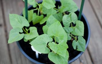 Growing Pole Beans In Pots – Tips For Successful Growth