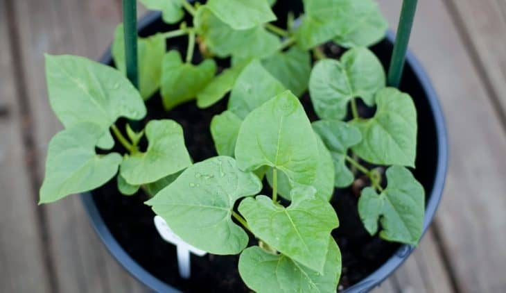 Growing Pole Beans In Pots – Tips For Successful Growth