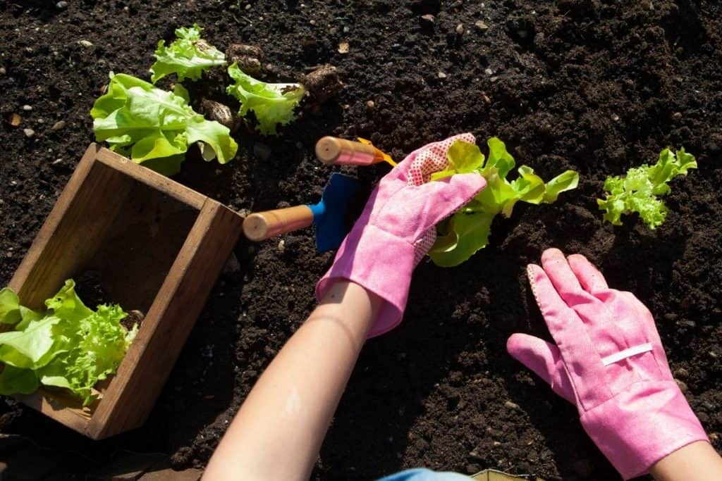 how-far-apart-should-lettuce-be-planted-grower-today