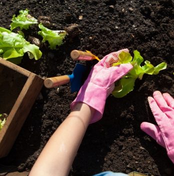 How Far Apart Should Lettuce Be Planted