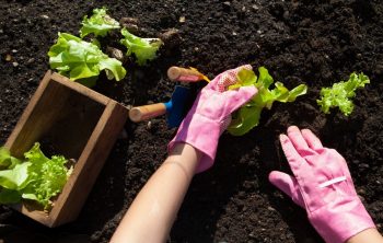 How Far Apart Should Lettuce Be Planted