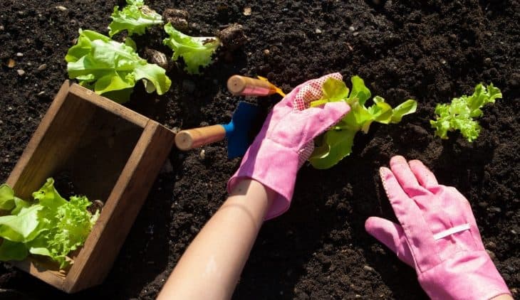 How Far Apart Should Lettuce Be Planted