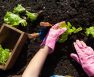 How Far Apart Should Lettuce Be Planted