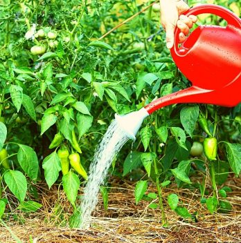 How Much To Water Pepper Plants