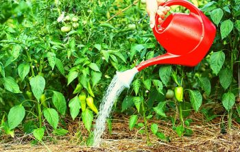 How Much To Water Pepper Plants