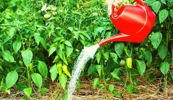 How Much To Water Pepper Plants